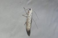 Yponomeuta rorrella