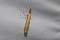 Pleurota aristella