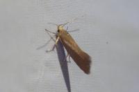 Crassa unitella