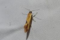 Batia lunaris