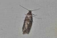 Athrips rancidella