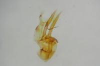 Athrips rancidella