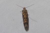 Scrobipalpa atriplicella