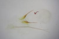 Scrobipalpa atriplicella