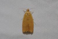 Clepsis consimilana