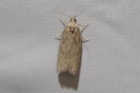 Cnephasia pasiuana