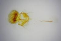 Cnephasia pasiuana