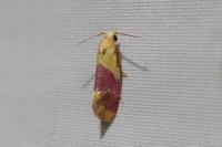Diceratura ostrinana