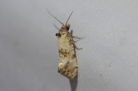 Cochylis molliculana