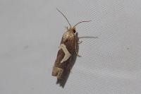Epiblema foenella