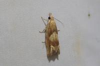 Eucosma conterminana