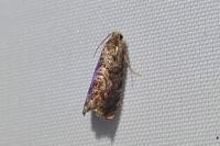 Grapholita janthinana