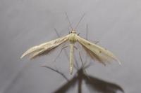 Hellinsia carphodactyla