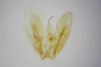 Hellinsia carphodactyla