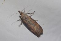 Lamoria anella