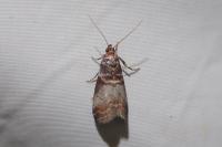 Acrobasis advenella