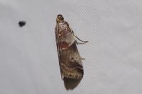 Acrobasis suavella