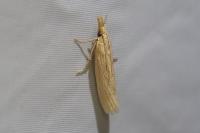 Ematheudes punctella