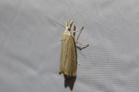 Chrysoteuchia culmella