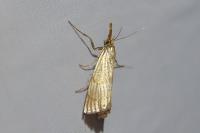 Chrysocrambus linetella