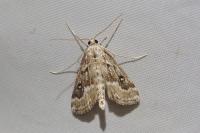 Parapoynx stratiotata