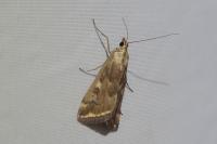 Loxostege sticticalis