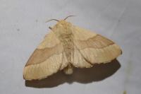 Malacosoma neustria