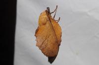 Gastropacha quercifolia
