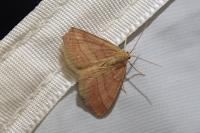 Scopula rubiginata