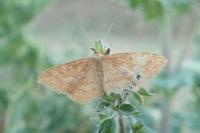 Idaea ochrata