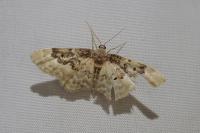 Idaea rusticata