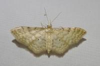 Idaea fuscovenosa
