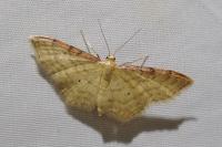 Idaea humiliata