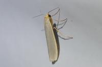 Eilema caniola