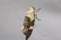 Acontia lucida