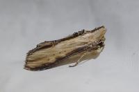 Cucullia
