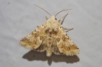 Eremobia ochroleuca
