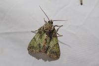 Polyphaenis sericata
