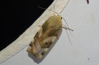 Noctua fimbriata