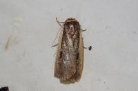 Ochropleura leucogaster