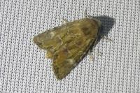 Mesoligia furuncula