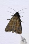 Mesoligia furuncula