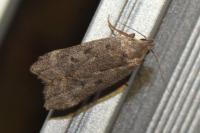 Anacampsis blattariella/populella