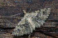 Alucita hexadactyla