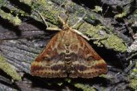 Pyrausta despicata