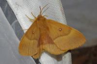 Lasiocampa quercus