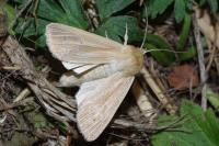 Mythimna pallens