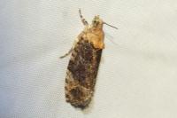 Eudemis profundana