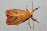 Miltochrista miniata