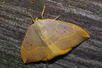 Watsonalla binaria